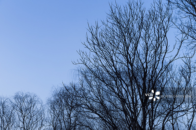 冬天的树冠 无叶树冠 抽象图案图片素材