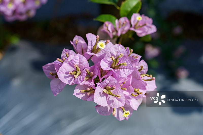 佛山南海官窑东风水库周边种植的多色三角梅图片素材
