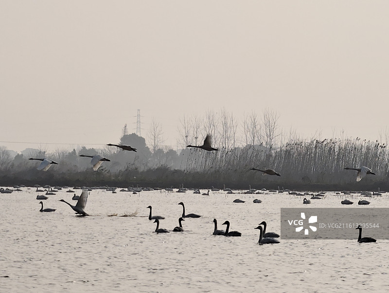 湖南岳阳·汨罗·洞庭湖·东古湖·观鸟图片素材