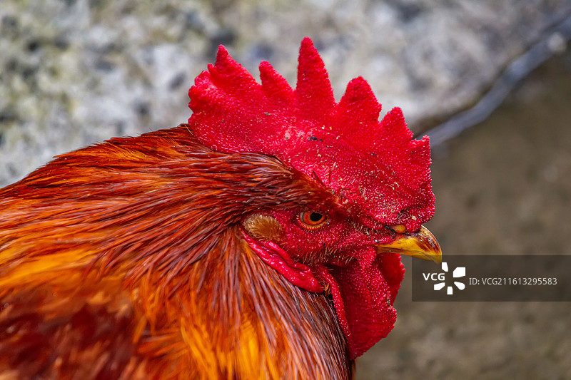 四川省绵阳市户外饲养公鸡，母鸡图片素材