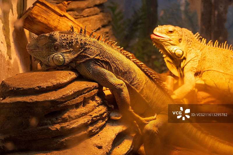 野生动物照片（）图片素材