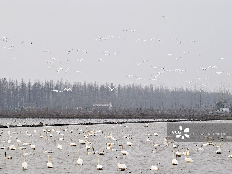 湖南岳阳·汨罗·洞庭湖·东古湖·观鸟图片素材