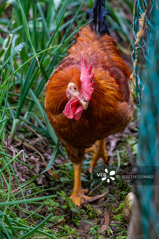 四川省绵阳市户外饲养公鸡，母鸡图片素材