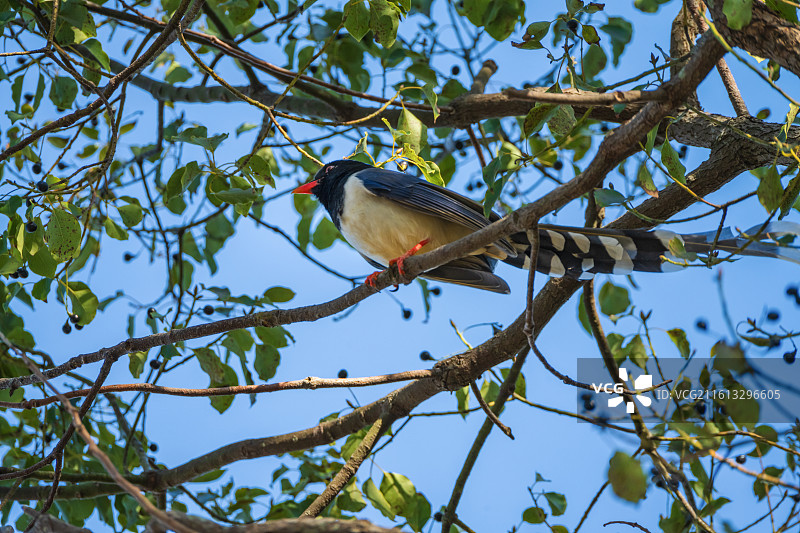 浙江普陀山普济寺门前的鸟图片素材