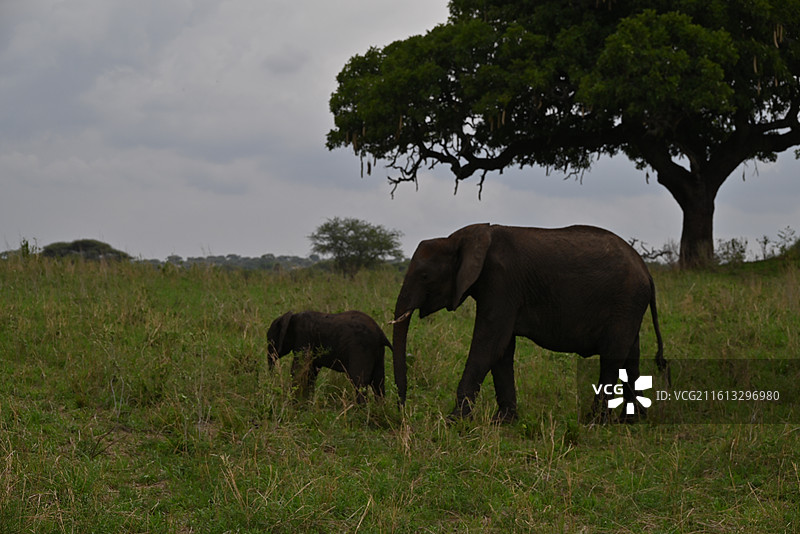 坦桑尼亚塔兰极雷国家公园的非洲象母子图片素材