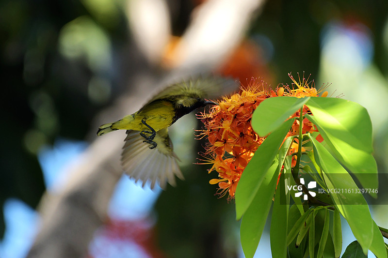 黄羽炫飞舞金蕊：黄腹吸蜜鸟与无忧花图片素材