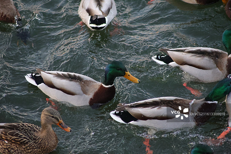 野鸭子，长白岛，吉林市，迁徙，飞翔，冬季，图片素材