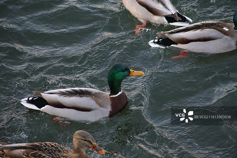 野鸭子，长白岛，吉林市，迁徙，飞翔，冬季，图片素材