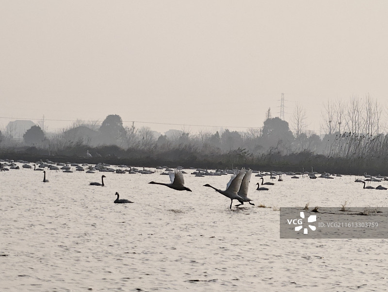 湖南岳阳·汨罗·洞庭湖·东古湖·观鸟图片素材