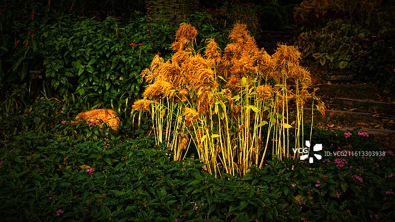凤尾鸡冠花（青秀山莫奈花园 ）图片素材