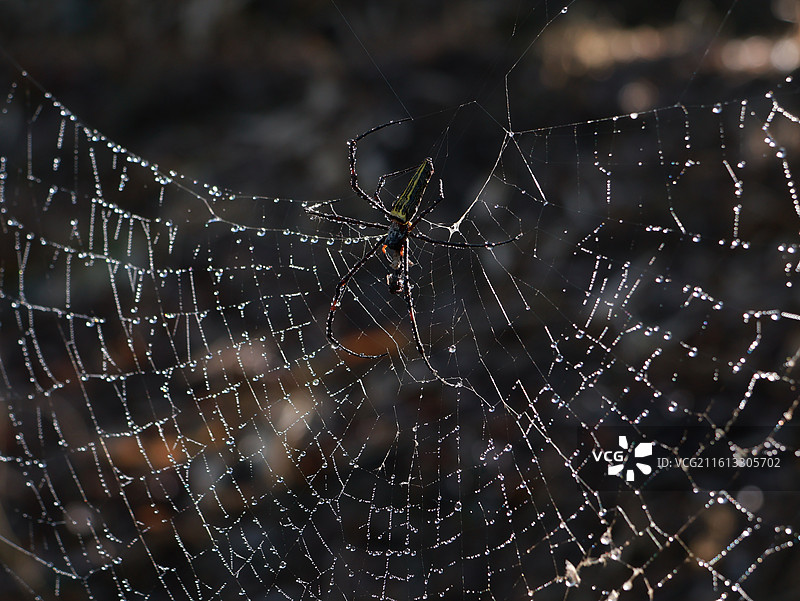 露水下的蜘蛛图片素材