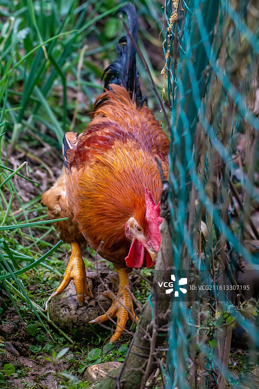 四川省绵阳市户外饲养公鸡，母鸡图片素材