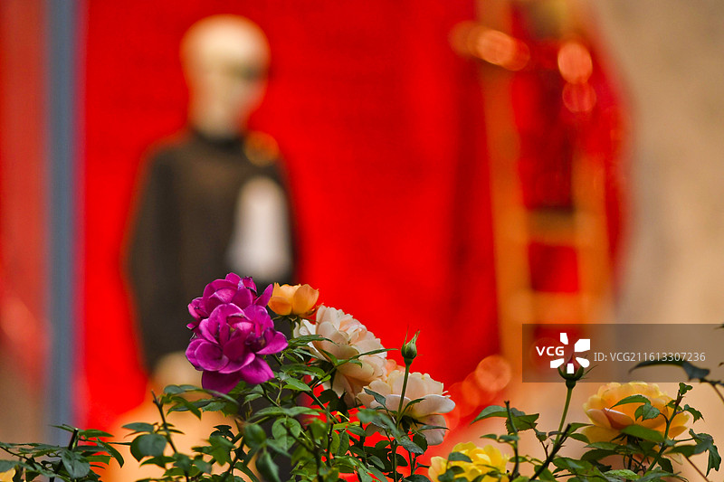 橱窗与月季图片素材