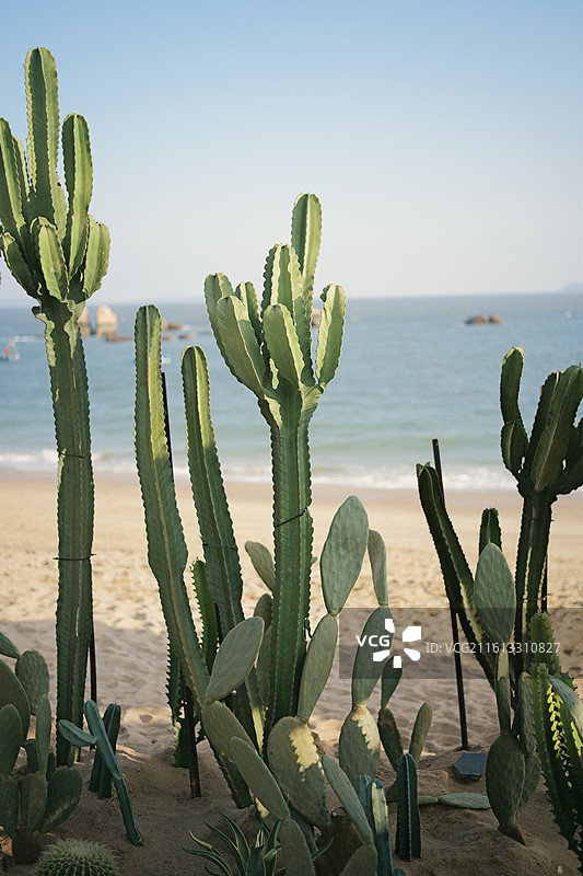 海滩边的仙人掌图片素材