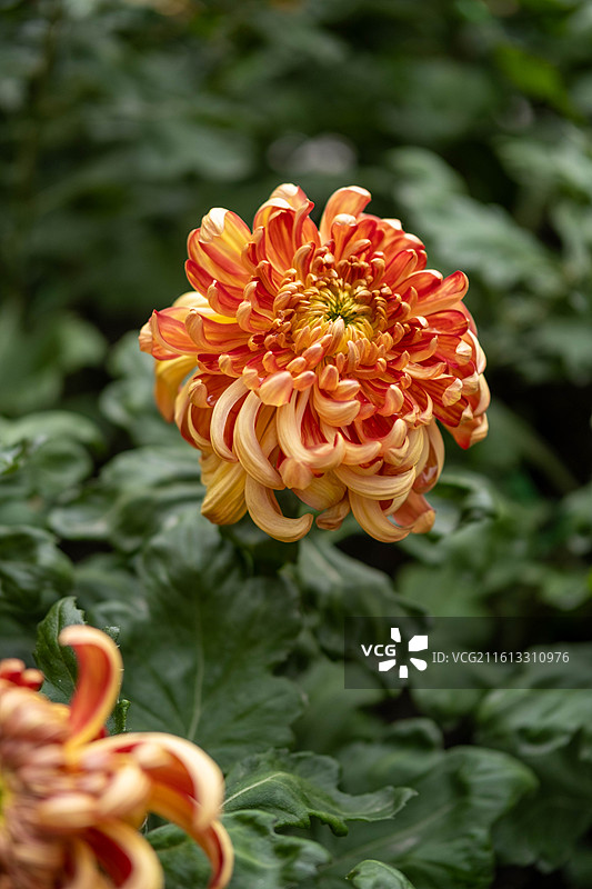 成都人民公园菊展图片素材