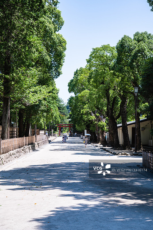 鹤冈八幡宫通往鸟居的参道林荫路图片素材
