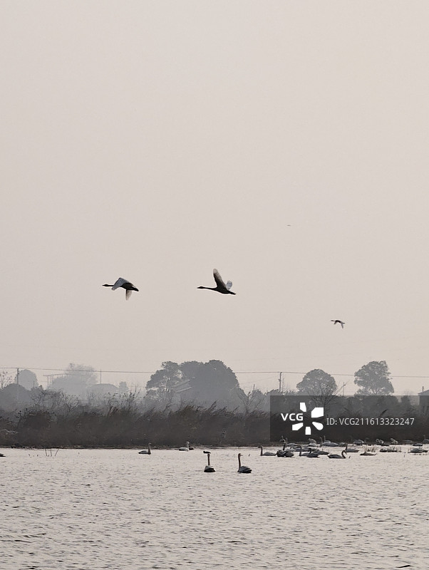 湖南岳阳·汨罗·洞庭湖·东古湖·观鸟图片素材