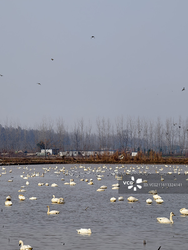 湖南岳阳·汨罗·洞庭湖·东古湖·观鸟图片素材