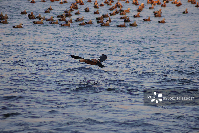 野鸭子，长白岛，吉林市，迁徙，飞翔，冬季，图片素材