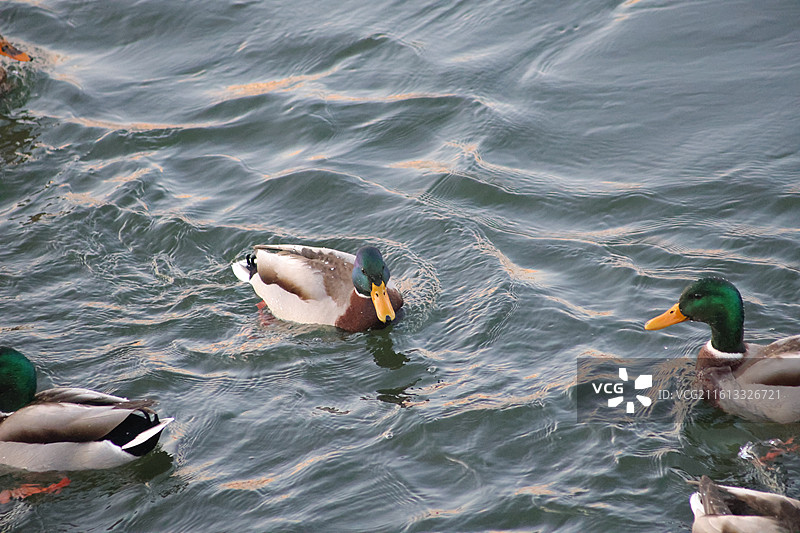 野鸭子，长白岛，吉林市，迁徙，飞翔，冬季，图片素材