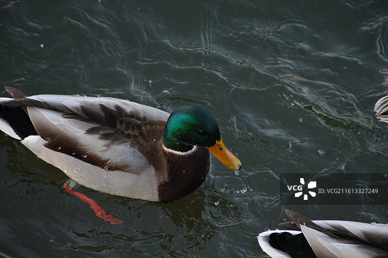 野鸭子，长白岛，吉林市，迁徙，飞翔，冬季，图片素材