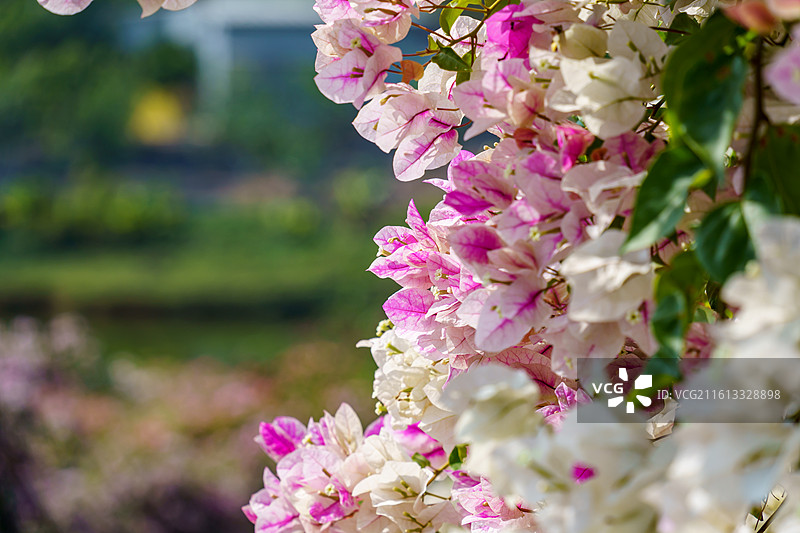 佛山南海官窑东风水库周边种植的多色三角梅图片素材