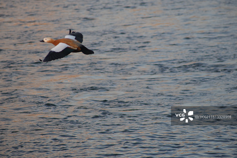 野鸭子，长白岛，吉林市，迁徙，飞翔，冬季，图片素材