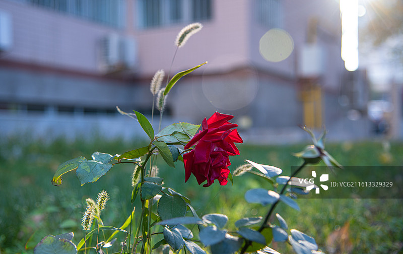 秋天 落叶 孤独 寂寞的情绪图片素材