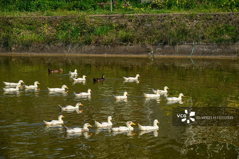 四川省绵阳市户外家养鹅，白鹅，白鸭图片素材
