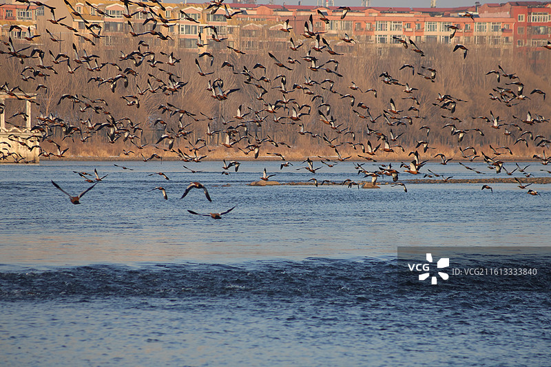 野鸭子，长白岛，吉林市，迁徙，飞翔，冬季，图片素材