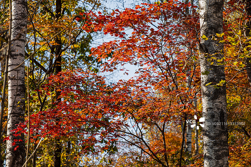 吉林长春三角龙湾枫叶图片素材