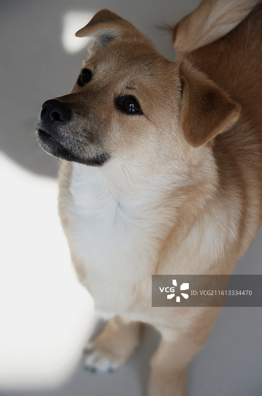 可爱的小黄狗图片素材