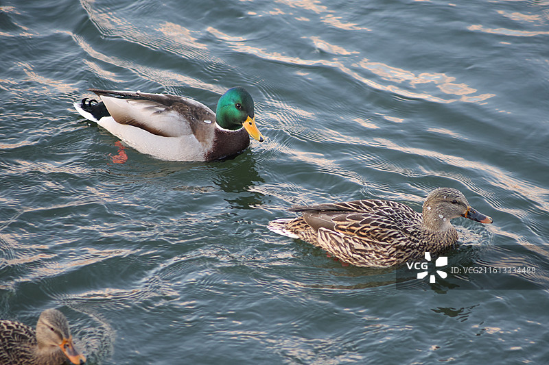 长白岛湿地公园，野鸭子，长白岛，吉林市，迁徙，飞翔，冬季，图片素材