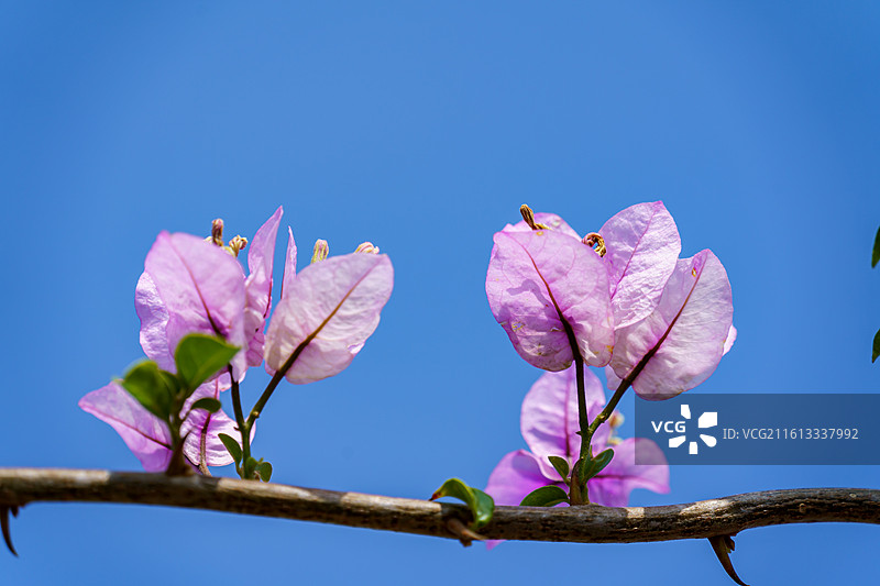 佛山南海官窑东风水库周边种植的多色三角梅图片素材