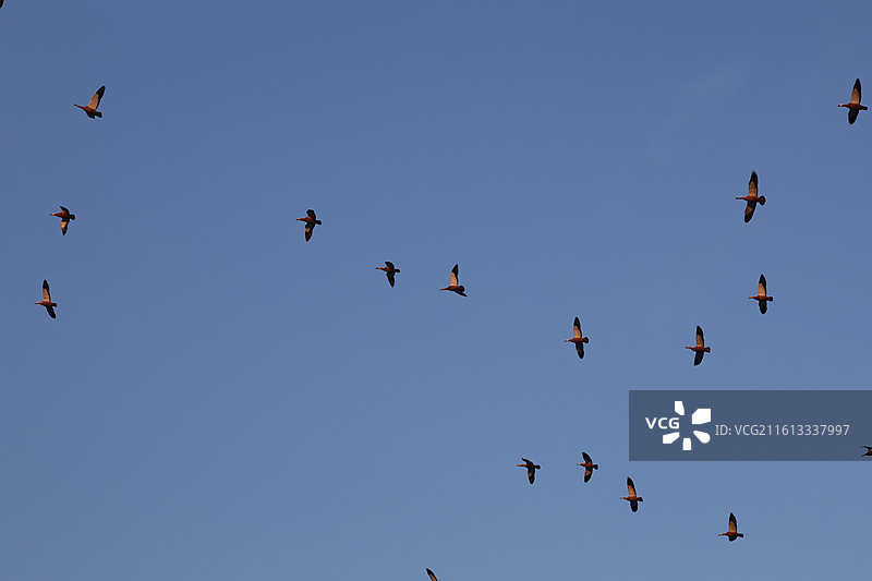 野鸭子，长白岛，吉林市，迁徙，飞翔，冬季，图片素材