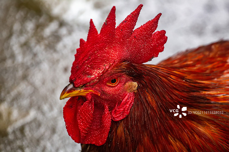 四川省绵阳市户外饲养公鸡，母鸡图片素材