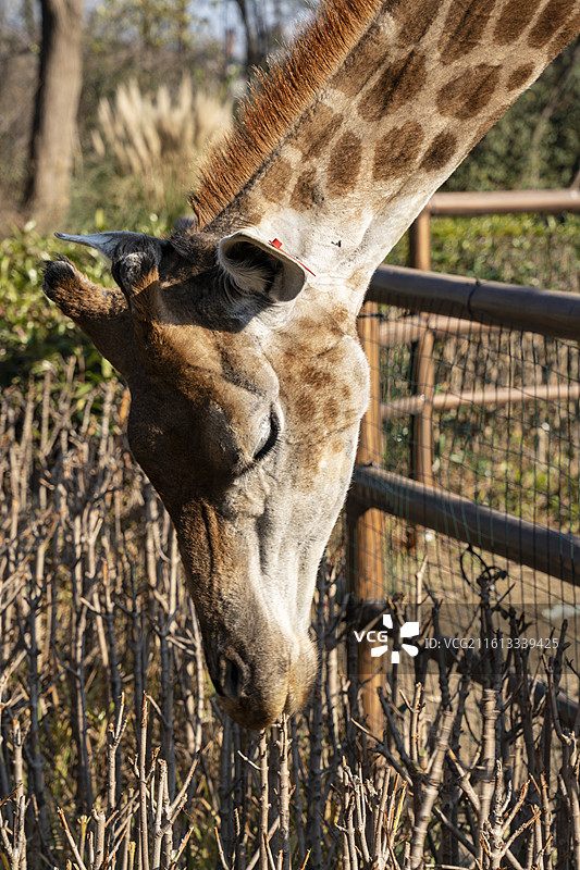 低头吃灌木树叶的长颈鹿图片素材