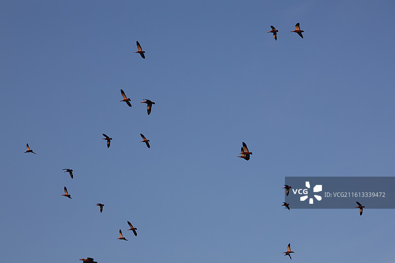 野鸭子，长白岛，吉林市，迁徙，飞翔，冬季，图片素材