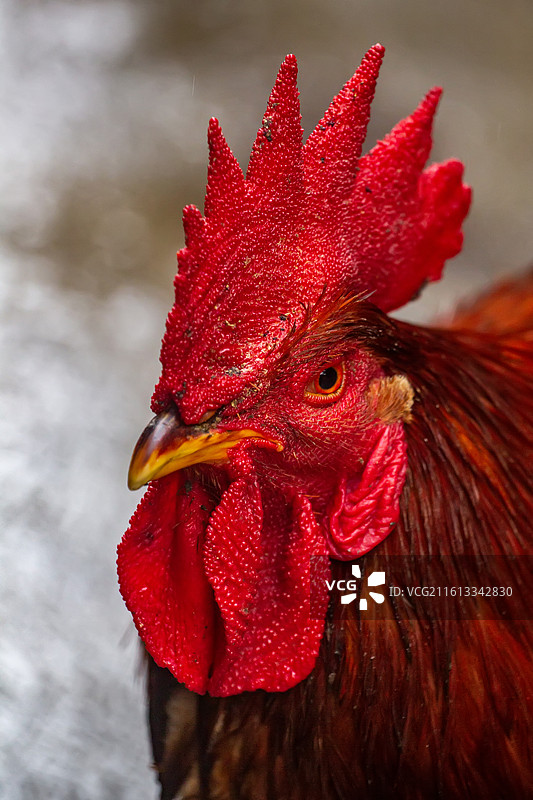 四川省绵阳市户外饲养公鸡，母鸡图片素材