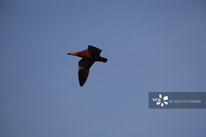 长白岛湿地公园，野鸭子，长白岛，吉林市，迁徙，飞翔，冬季，图片素材
