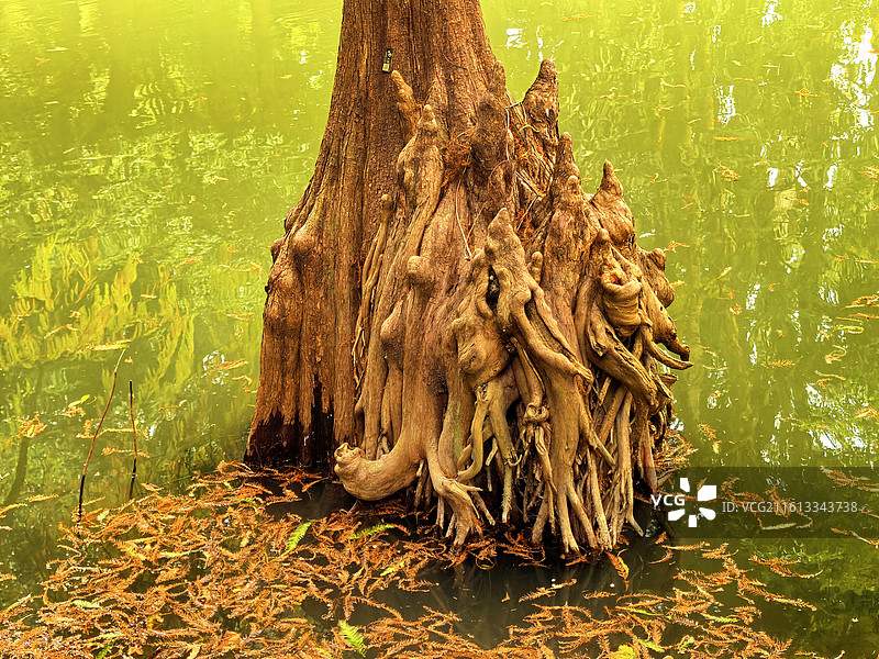 水边的“膝状呼吸根” 水生蕨类与黄绿色的静水共同构成一幅宁静的湿地生态图景。图片素材