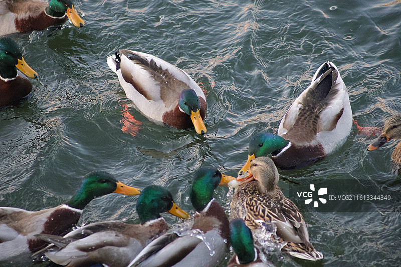 野鸭子，长白岛，吉林市，迁徙，飞翔，冬季，图片素材