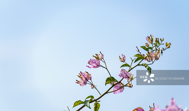 佛山南海官窑东风水库周边种植的多色三角梅图片素材