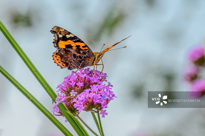 春日紫花上的花蝴蝶图片素材