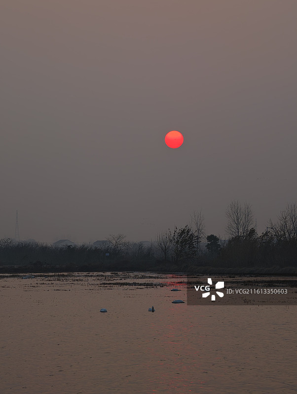 湖南岳阳·汨罗·洞庭湖·东古湖·观鸟图片素材