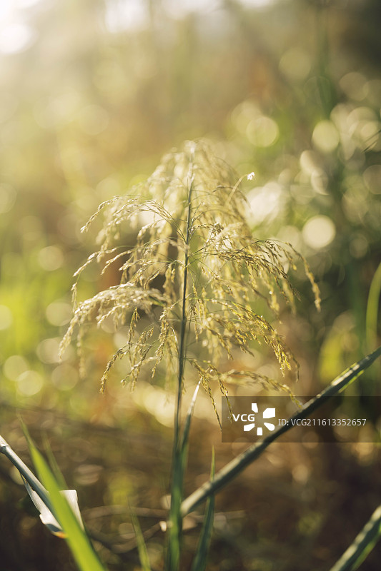 一簇单蕊草图片素材