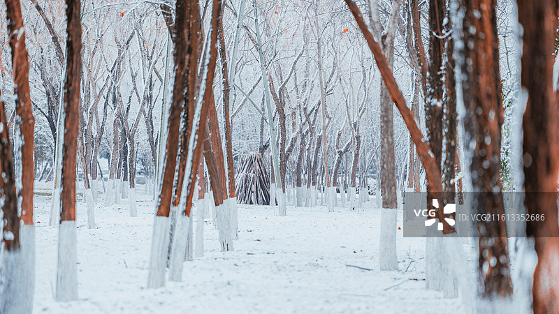 2026年第一场雪，西安浐灞国家湿地公园图片素材