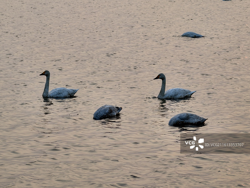 湖南岳阳·汨罗·洞庭湖·东古湖·观鸟图片素材