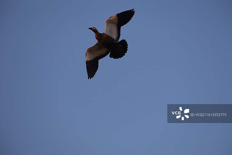 长白岛湿地公园，野鸭子，长白岛，吉林市，迁徙，飞翔，冬季，图片素材