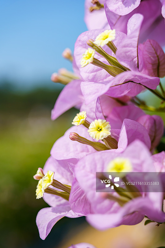 佛山南海官窑东风水库周边种植的多色三角梅图片素材